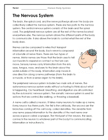 Nervous System Reading Worksheet