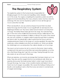 Respiratory System Reading Worksheet