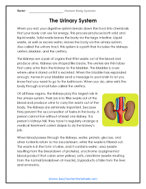 Urinary System Reading Worksheet