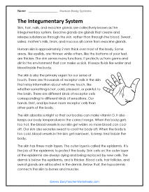 Integumentary System Reading Worksheet