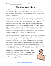 Muscular System Reading Worksheet