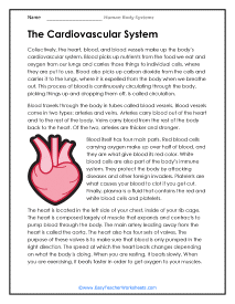 Cardiovascular System Reading Worksheet