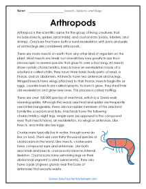 Arthropod Worksheet