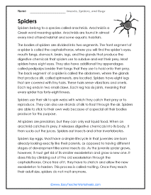 Spider Worksheet