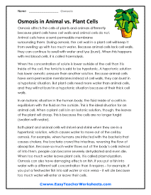 Animal vs. Plant Cells Worksheet