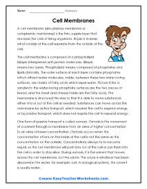 Cell Membrane Worksheet