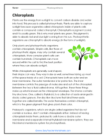 Chloroplasts Worksheet