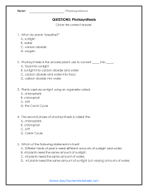 What is Photosynthesis Question Worksheet