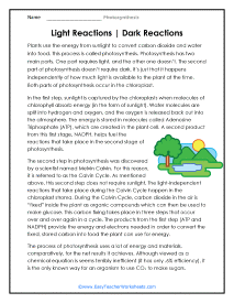 Light and Dark Reactions Worksheet