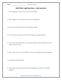 Light and Dark Reactions Question Worksheet