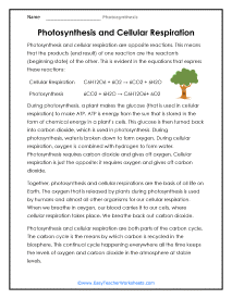 Photosynthesis and Cellular Respiration Worksheet