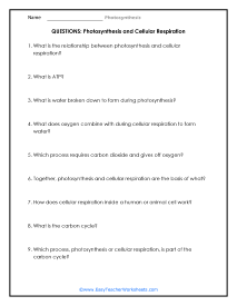 Photosynthesis and Cellular Respiration Question Worksheet